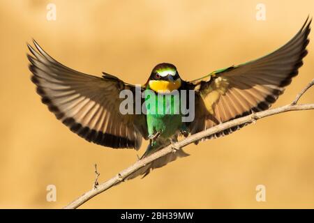 Bienenfresser - Merops apiaster Stockfoto