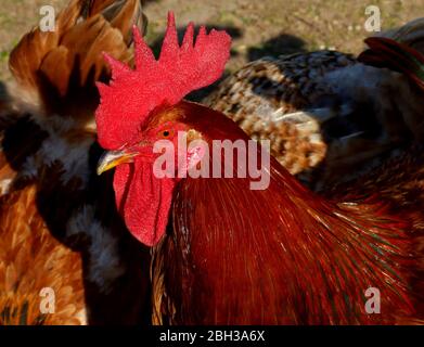 Braun Hahn Profil Ansicht. Leuchtend rote Wappen. Bunte Hühnerfedern im Hintergrund. Hausvögel. Nutztier. Freilandhaltung Hühnerzucht. Stockfoto