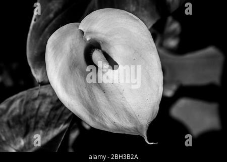 Calla Lily, Zantedeschia aethiopica, Seerose Stockfoto