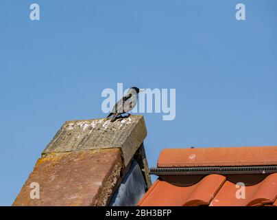 Ein glänzender europäischer Star, Sturnus vulgaris, der an sonnigen Tagen mit klarem blauen Himmel auf einem Giebeldach thront, East Lothian, Schottland, Großbritannien Stockfoto