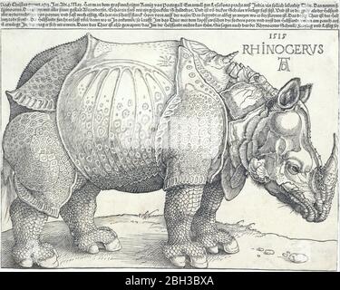 Das Rhinozeros, 1515. Stockfoto