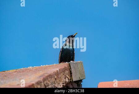 Ein glänzender europäischer Star, Sturnus vulgaris, der an sonnigen Tagen mit klarem blauen Himmel auf einem Giebeldach thront, East Lothian, Schottland, Großbritannien Stockfoto