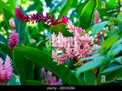 Blühende rosa und rote Ingwerpflanzen im üppigen tropischen Wald in Puerto Rico Stockfoto