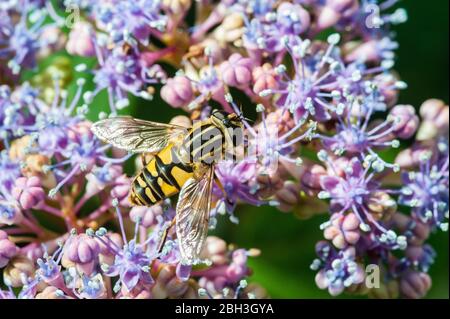 Schwebefliege sammelt Pollen auf Hortensia Blume im Sommer Stockfoto