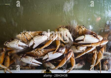 Nahaufnahme von Live-Krabben zum Verkauf in einem Fischbecken auf einem Lebensmittelmarkt Stockfoto