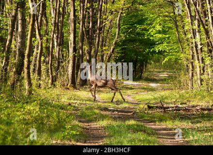 Hirschinnen im Frühlingswald Stockfoto