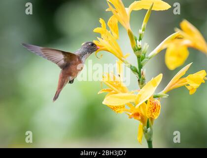 Amazilia Kolibri im Flug - schweben und trinken von gelben Lilien Stockfoto