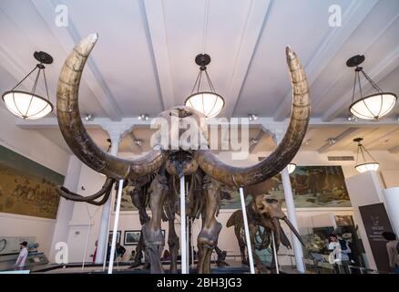 New York City - 14. Mai 2016: Dinosaurier Fossilien im American Museum of Natural History. New York City Stockfoto