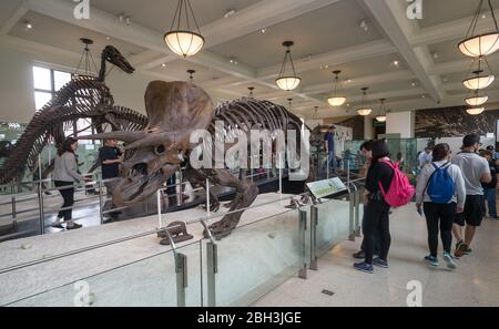 New York City - 14. Mai 2016: Dinosaurier Fossilien im American Museum of Natural History. New York City Stockfoto