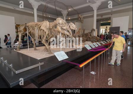 New York City - 14. Mai 2016: Dinosaurier Fossilien im American Museum of Natural History. New York City Stockfoto