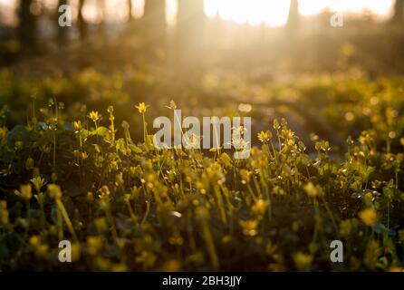 Der kleine gelbe Wald blüht in Blüte, Irland im Frühling Stockfoto