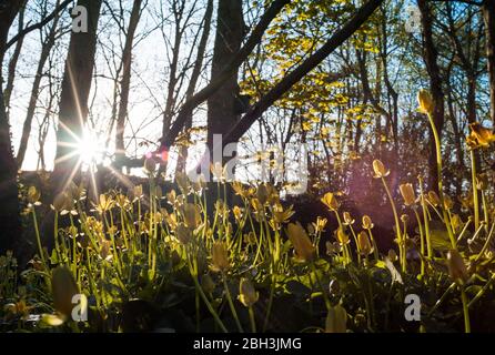 Little Yellow Forest blüht in Blüte, Irland im Frühling, Sonnenlicht Lichteffekt Stockfoto