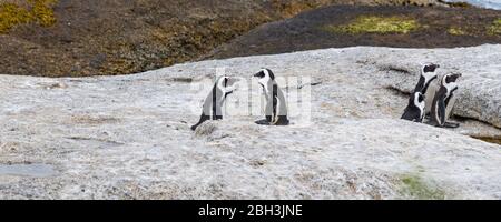 Ein Paar und eine Gruppe afrikanischer Pinguine sitzen auf einem Felsen am Boulders Beach, Simonstown, Südafrika Stockfoto