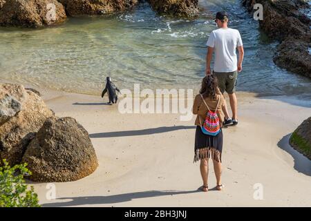 Ein Paar, Rückansicht, neben African Penguin oder Jackass Penguin am Boulders Beach, Simonstown, Südafrika machen Bilder von einem Pinguin, der nach sw geht Stockfoto