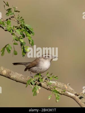 Bewick's Wren (Thryomanes bewickii), Laguna Seca Ranch, Südtexas Stockfoto