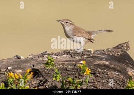 Bewick's Wren (Thryomanes bewickii), Laguna Seca Ranch, Südtexas Stockfoto