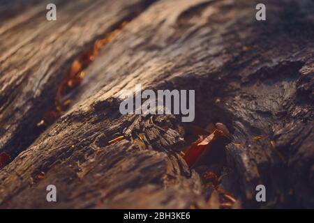 Großes, rissiges Stück Holz mit natürlichen Ablagerungen in seinen Spalten. Texturierte Details aus nächster Nähe. Stockfoto