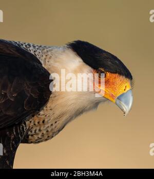 Crested Caracara Caracara Cheriway), Laguna Seca Ranch, Rio Grande Valley, Texas, USA Stockfoto