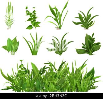 Grün realistische Frühjahr Gras. Frische Pflanzen, Garten saisonales Wachstum Gras, botanische Grüns, Kräuter und Blätter Vektor isoliert Symbole gesetzt. Naturrasen m Stock Vektor