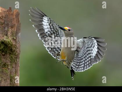 Goldstirnspecht (Melanerpes aurifrons), Alamo Texas, Rio Grande Valley, USA Stockfoto