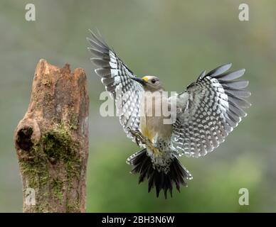 Goldstirnspecht (Melanerpes aurifrons), Alamo Texas, Rio Grande Valley, USA Stockfoto