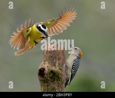 Great Kiskadee (Pitangus sulfuratus), Alamo Texas, Rio Grande Valley, USA Stockfoto