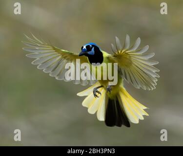 Green Jay im Flug, Alamo Texas, Rio Grande Valley, Texas, USA Stockfoto