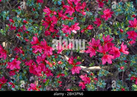 Nahaufnahme eines blühenden Evergreen Azalea blüht im Frühjahr, Vancouver, British Columbia, Kanada Stockfoto
