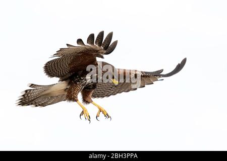 Juvenile Harris's Hawk im Flug (Parabuteo unicinctus), Laguna Seca Ranch, Rio Grande Valley, Texas, USA Stockfoto