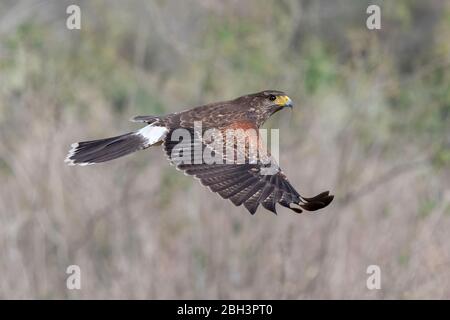 Juvenile Harris's Hawk im Flug (Parabuteo unicinctus), Laguna Seca Ranch, Rio Grande Valley, Texas, USA Stockfoto