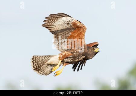 Juvenile Harris's Hawk im Flug (Parabuteo unicinctus), Laguna Seca Ranch, Rio Grande Valley, Texas, USA Stockfoto