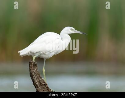 Jungreiher (Egretta caerulea), Jungvögel sind ganz weiß und ähneln dem schneebedeckten Reiher Stockfoto