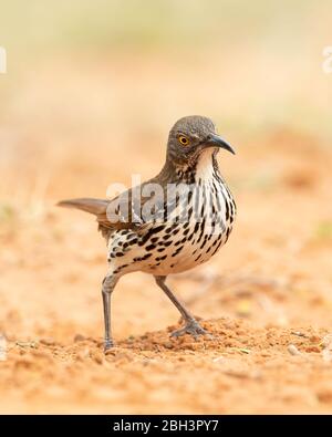 Toxostoma longirostre ist ein mittelgroßer singvogel im Süden von Texas und im Osten Mexikos Stockfoto