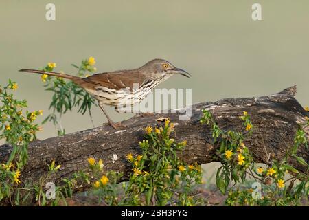 Toxostoma longirostre ist ein mittelgroßer singvogel im Süden von Texas und im Osten Mexikos Stockfoto