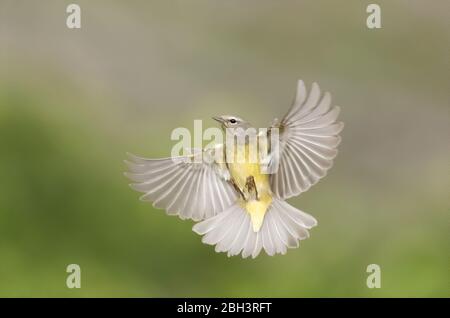 Orangekrönter Waldsänger, Rio Grande Valley, Texas, USA Stockfoto