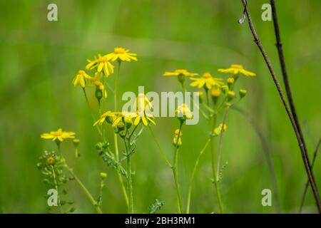 Nahaufnahme von schönen Dahlberg Gänseblümchen, Wiese mit wilden Blumen und grünem Gras. Verschwommener Bokeh-Hintergrund, saisonale Flora, Feld Stockfoto