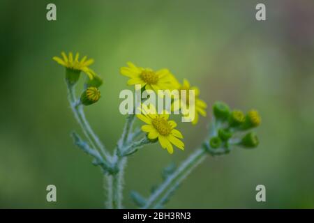 Nahaufnahme von schönen Dahlberg Gänseblümchen, Wiese mit wilden Blumen und grünem Gras. Verschwommener Bokeh-Hintergrund, saisonale Flora, Feld Stockfoto