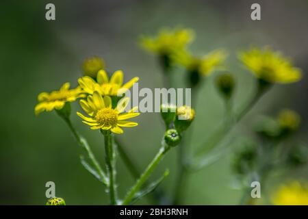 Nahaufnahme von schönen Dahlberg Gänseblümchen, Wiese mit wilden Blumen und grünem Gras. Verschwommener Bokeh-Hintergrund, saisonale Flora, Feld Stockfoto