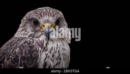 Nahaufnahme-Sägerfalke (Falco cherrug) isoliert auf schwarzem Hintergrund Stockfoto
