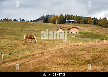 Pferde auf den Feldern der seiser Alm in den dolomiten Südtirol, Italien Stockfoto