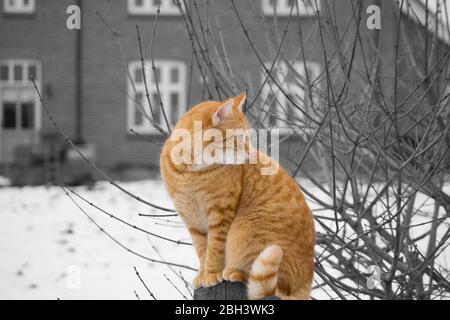 Eine Ingwerkatze vor einem verschwommenen schwarz-weißen verschneiten Hintergrund Stockfoto