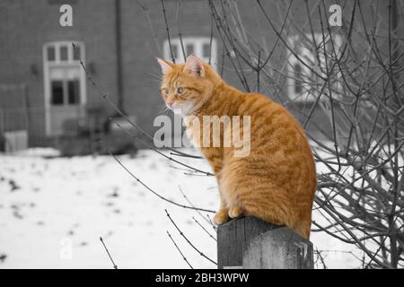 Eine Ingwerkatze vor einem verschwommenen schwarz-weißen verschneiten Hintergrund Stockfoto