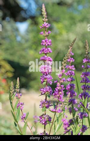 Blütweiderich, Lithrum salicaria, im Frühling blühend Stockfoto