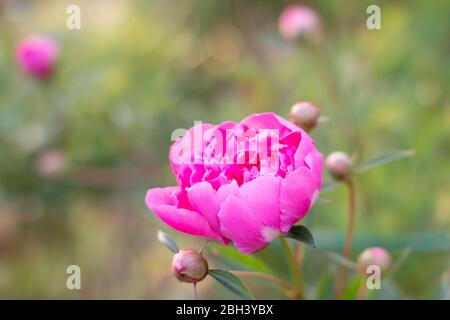 Blühende zarte rosa Pfingstrosen Blumen im Garten.Rosa Pfingstrose Blume, Paeonia suffruticosa.Pfingstrose in Chinesisch, Symbol in der chinesischen Kultur. Es ist national Stockfoto