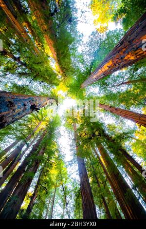 Blick nach oben in einem Wald von Redwood-Bäumen für eine andere Perspektive Stockfoto