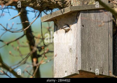 Der FKK versorgt seine Jungen in einem Vogelhaus mit Insekten Stockfoto