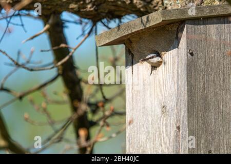 Der FKK versorgt seine Jungen in einem Vogelhaus mit Insekten Stockfoto