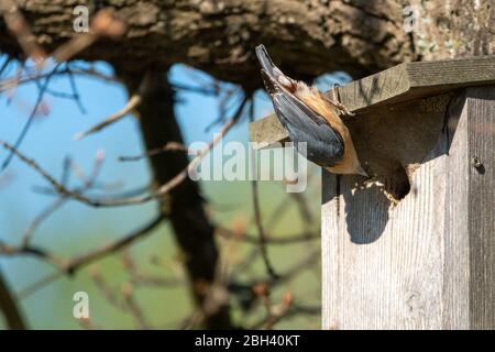 Der FKK versorgt seine Jungen in einem Vogelhaus mit Insekten Stockfoto