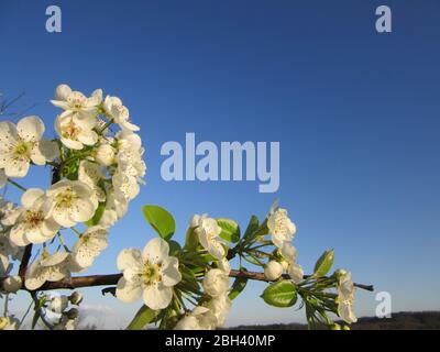 Die weißen Blüten eines Birnbaums stehen im Kontrast zu dem tiefblauen Frühlingshimmel Stockfoto