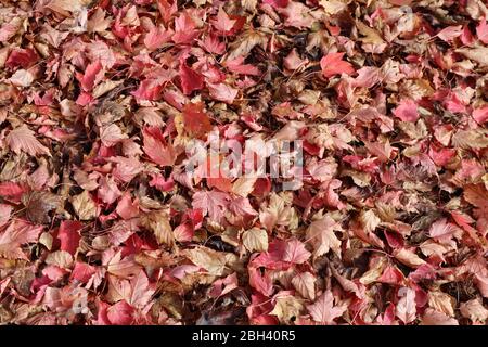 Dicke Haufen verstreuter gefallener Herbstahornblätter im Janssen Park, Mena, Arkansas nahe Rich Mountain Stockfoto